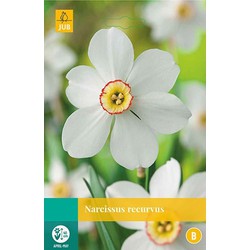 5 stuks - Narcissus Recurvus 4 bollen