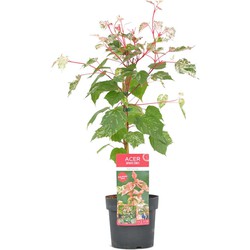 Acer conspicuum 'Red Flamingo' - Bontbladige esdoorn - Pot 19cm - Hoogte 50-60cm