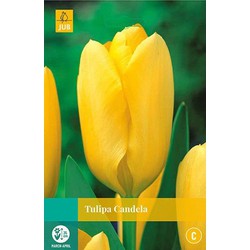 3 stuks - Tulipa Candela 8 bollen