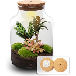 URBANJNGL - Planten terrarium • Milky Palm • Ecosysteem plant • ↑ 30 cm