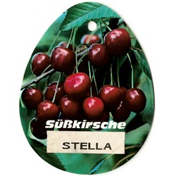 Prunus Avium Stella - Oosterik Home