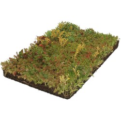 Plantenmat vasteplanten Vetkruid Sedum prijs per 1m2 cm Covergreen