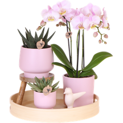 Kolibri Orchids | Gift set Moederdag Big | Groene plant met roze Phalaenopsis orchidee in Simplicity sierpotten roze op bamboe plate