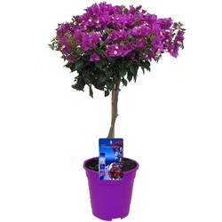 Bougainvillea op Stam - Paarse bloemen - Tuinplant - Pot 17cm - Hoogte 50-60cm