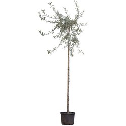 2 stuks! Wilgbladige treur sierpeer Pyrus salicifolia Pendula h 210 cm st. omtrek 8 cm st. h 180 cm boom