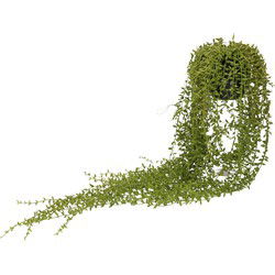 Bellatio Senecio/erwtenplant kunstplant - groen - 70 cm - in hang pot - Kunstplanten