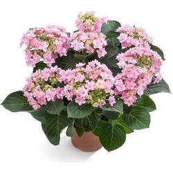 Hortensia Masterpiece Love | Romance roze