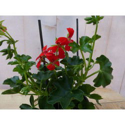 3 stuks! Oostenrijkse geranium hangplant rood