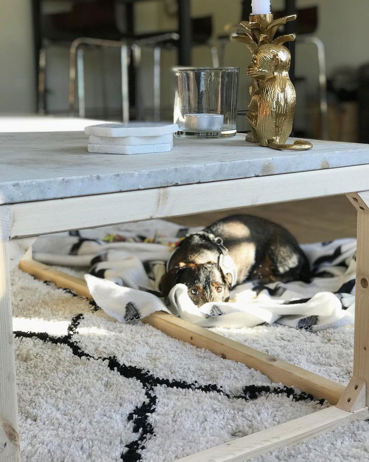 hond-op-vloerkleed-wit