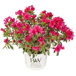 Hello Plants Rhododendron Bollywood Roze - Heg Haag Plant - Ø 19 cm - Hoogte: 30 cm