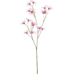 Tweedia spray pink 69 cm Emerald