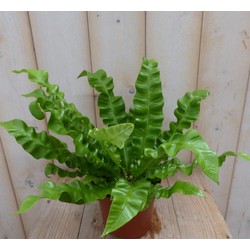 Kamerplant Krulvaren Asplenium - Warentuin Natuurlijk