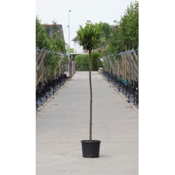 Bol laurier Otto Luyken 180 cm stamhoogte Prunus l. Otto Luyken 210 cm