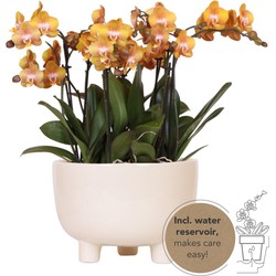 Kolibri Orchids | oranje plantenset in Gummy dish incl. waterreservoir | drie oranje orchideeën | Mono Bouquet oranje met zelfvoorzienend waterreservoir