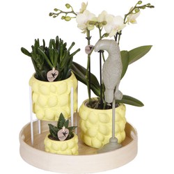 Kolibri Company | Gift set Citrus Plantenset met gele Phalaenopsis Orchidee en Succulenten incl. keramieken sierpotten