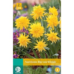 5 stuks - Narcissus Rip van Winkle 4 bollen