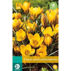 5 stuks - Crocus Fuscotinctus 15 bollen