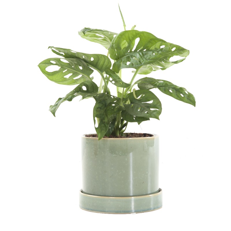 Gatenplant (Monstera Obliqua) incl. 'light green' pot - 