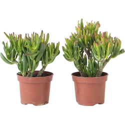 Jadeplant - Set van 2 - Crassula ovata 'Hobbit' - Hoogte 10-20cm - ⌀12cm