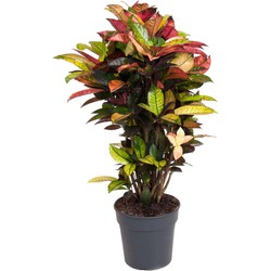 Codiaeum variegatum 'Mrs. Iceton' - Croton - Pot 27cm - Hoogte 110-120cm