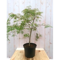 Japanse esdoorn groen smal blad struikje 90 cm