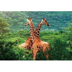 Set van 6x stuks placemat giraffe 3D 28 x 44 cm - Placemats