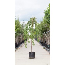 2 stuks! Japanse treur sierkers Prunus serrulata Kiku-shidare-zakura h 230 cm st. omtrek 8 cm st. hoogte 200 cm boom