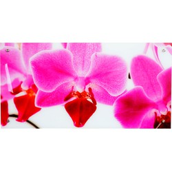 Cosmo Casa Glasafbeelding - Wandafbeelding - Poster Motief - Orchidee - 50x100cm