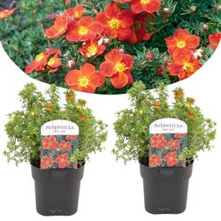 Potentilla ganzerik 'Red Ace' - Set van 2 - Pot 17cm - 20-30cm