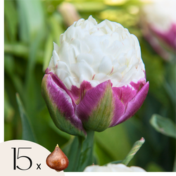 Tulpenbollen - Set van 15 - Tulipa 'Ice Cream' - Bloembollen - Paars