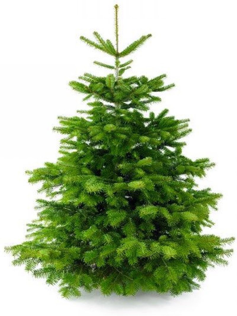 FURNILUX - Nordmann Kerstboom 180 -210 cm - Zonder Kluit - 