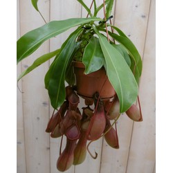 Vleesetende plant Bekerplant Nepenthes