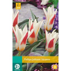 5 stuks - Tulipa Johann Strauss 5 bollen