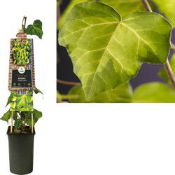3 stuks - Klimplant Hedera c. Sulphur Heart 75 cm