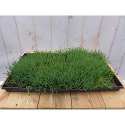 Sedum mat dak in plastic tray 30x50cm