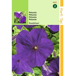 2 stuks - Petunia Hybr.Nana Comp. Raadsheer