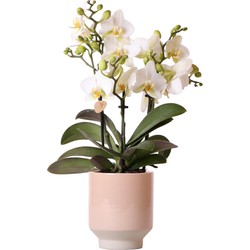 Kolibri Orchids | Witte phalaenopsis orchidee - Lausanne + Harmony sierpot zand - potmaat Ø9cm | bloeiende kamerplant - vers van de kweker