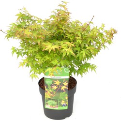 Hello Plants Acer Palmatum Little Princess Japanse Esdoorn - Struik, Sierheester - Ø 19 cm - Hoogte: 30 cm