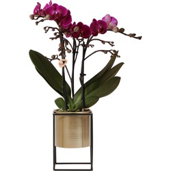 Kolibri Orchids | paarse Phalaenopsis orchidee - Morelia + Floating sierpot goud - potmaat Ø9cm - 40cm hoog | bloeiende kamerplant - vers van de kweker