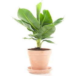 Bananenplant (Toscaans) - Inclusief Pot