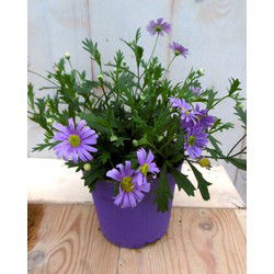 3 stuks! Margrietje eenjarig blauw