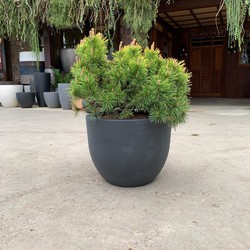 Green Bubble Combi deal - Pinus Mugo 'Mops' inclusief Eggy pot wit - 60cm