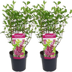 Syringa Bloomerang Dark Purple - Set van 2 - Sering - Pot 19cm - Hoogte 55-65cm