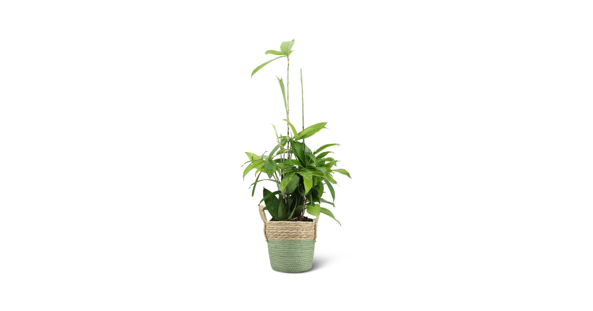We Love Plants - Dracaena Surculosa + Mand Bram - 60 cm hoog - Drakenbloedboom