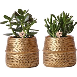 Kolibri Greens | Succulenten set van 2 planten in gouden groove sierpotten - keramiek  potmaat Ø9cm