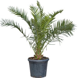 2 stuks! Dadelpalm Phoenix canariensis 137,5 cm - Warentuin Natuurlijk