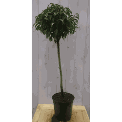 Prunus Angustifolia stam 80 cm diameter 40 hoogte 150 cm