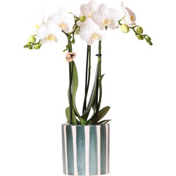 Kolibri Orchids | Witte Phalaenopsis orchidee Amabilis + Painted Stripe pot groen - potmaat Ø9cm | bloeiende kamerplant - vers van de kweker