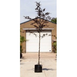 Roodbladige beuk Fagus syl. Atropunicea h 350 cm st. omtrek 12 cm - Warentuin Natuurlijk