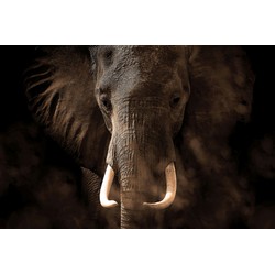 Sanders & Sanders fotobehang olifant donkerbruin - 3,6 x 2,7 m - 601021